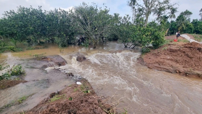 Công bố tình huống khẩn cấp sạt lở đê bao cồn Thanh Long