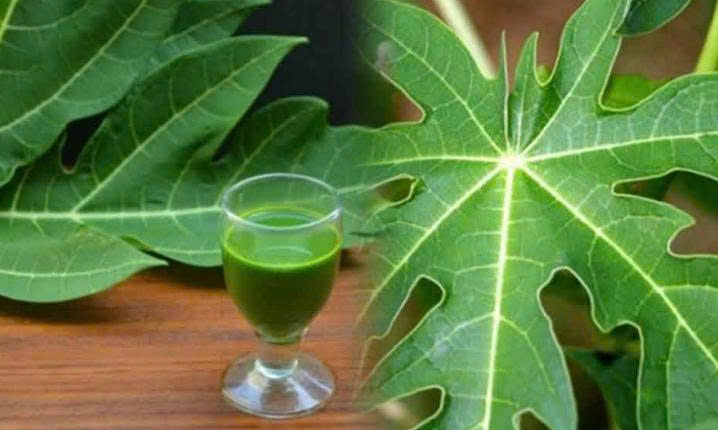 Nước lá đu đủ là lựa chọn tự nhiên, vừa giúp tăng sức đề kháng, vừa hỗ trợ phòng ngừa và cải thiện các vấn đề về tiêu hóa, viêm và sức khỏe tóc
