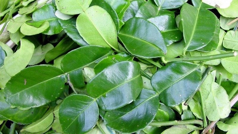 Lá chanh từ lâu đã trở thành gia vị quen thuộc trong nhiều món ăn Việt Nam nhờ hương thơm đặc trưng. Không chỉ tăng thêm hương vị, lá chanh còn được xem là vị thuốc dân gian có nhiều lợi ích đối với sức khỏe, đặc biệt trong các bài thuốc trị cảm.