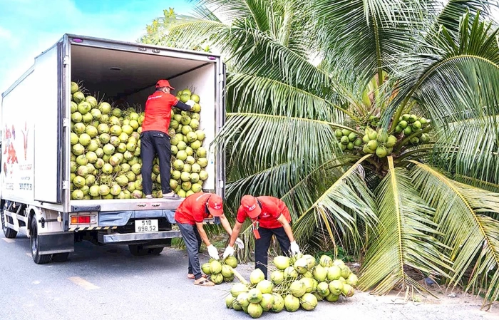 Liên kết để phát triển ngành dừa bền vững