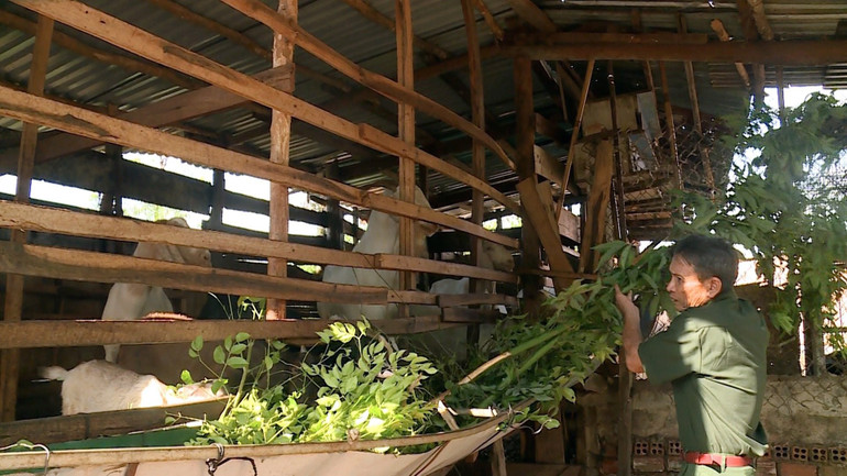 Mô hình nuôi dê giúp thoát nghèo ở Đắk Lắk.