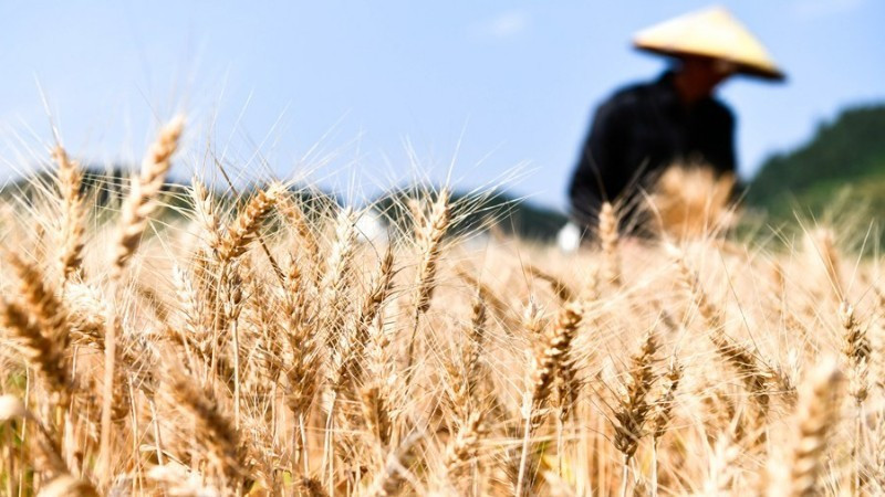 Ảnh minh họa: Tân Hoa xã