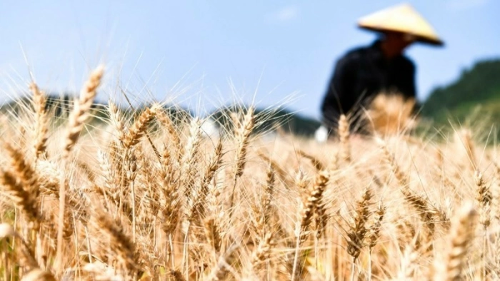 Nông nghiệp toàn cầu thiệt hại khoảng 3.260 tỷ USD do thiên tai