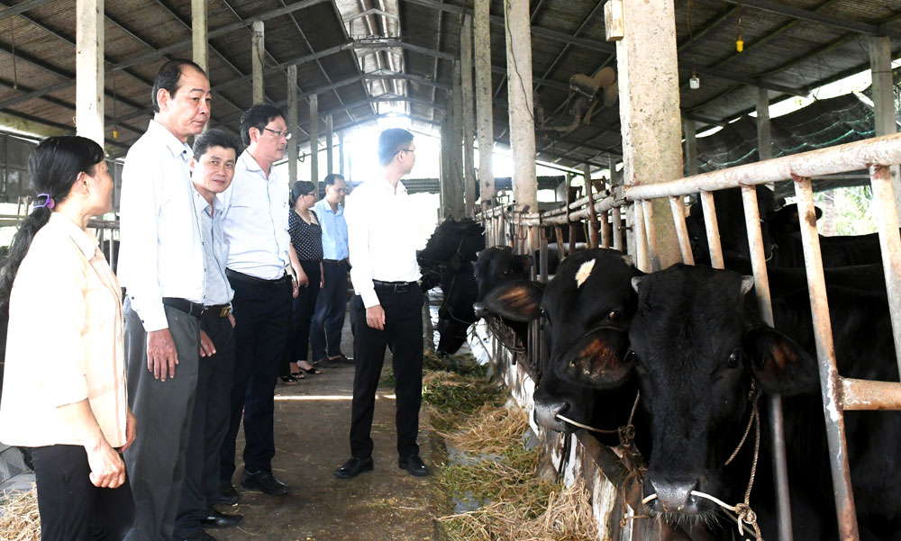 Đoàn kiểm tra khảo sát mô hình nuôi bò sữa phát triển kinh tế tại xã An Ngãi Trung.