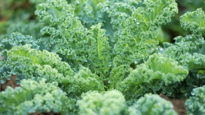 4 loại rau mùa đông tăng cường sức khỏe không thể bỏ qua