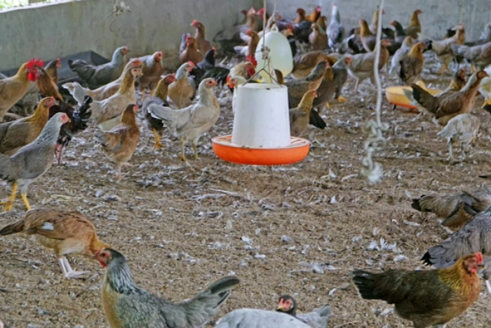 Hiệu quả từ chăn nuôi gà theo hướng tập trung