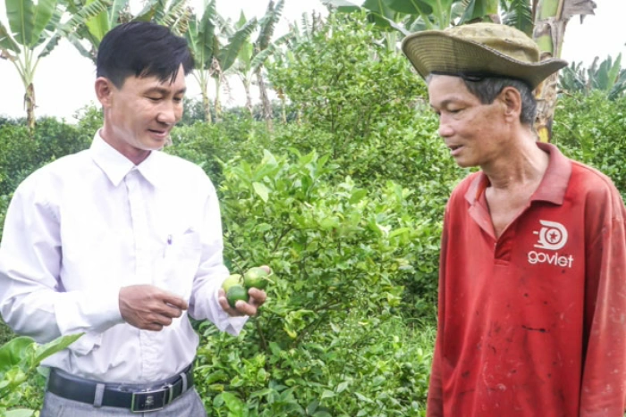 Thu nhập khá từ mô hình trồng chanh không hạt