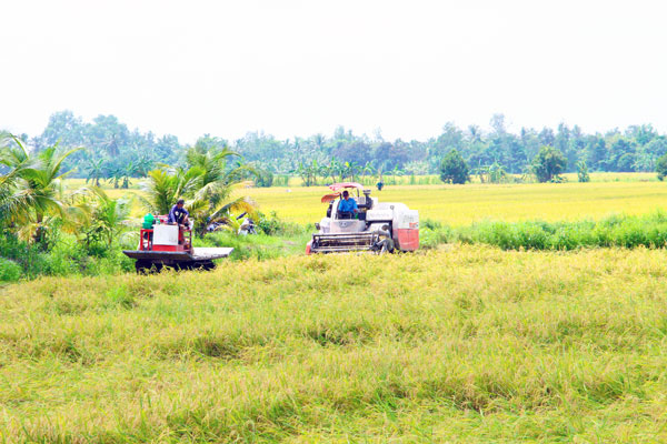 Đề án 1 triệu hecta lúa chất lượng cao có ý nghĩa chiến lược, nhằm cơ cấu lại sản xuất lúa gạo, nâng cao thu nhập cho nông dân.

