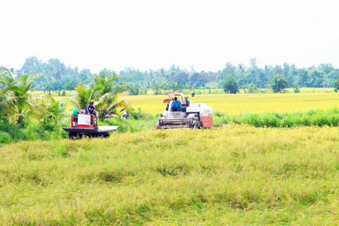 Mô hình canh tác lúa chất lượng cao, phát thải thấp