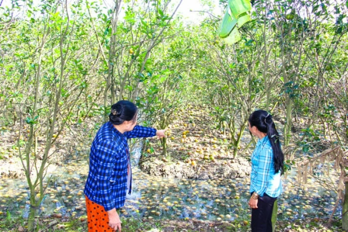 Nông dân gặp khó vì cam chết do ngập úng