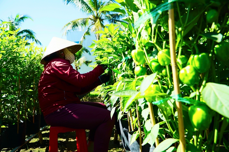 Một người dân chuyên trồng các loại ớt kiểng ở Phường 5 cho biết, loại cây kiểng này rất khó trồng và chăm sóc. Nếu không chăm sóc tốt cây có thể bệnh và lây lan nhanh, nhất là giai đoạn đậu trái. Tuy nhiên, giá cây hiện nay cũng “bình bình như mọi năm”.