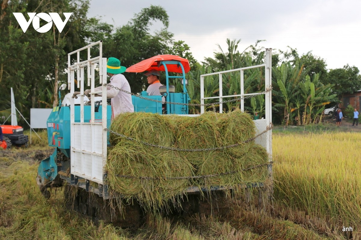 Rơm rạ được thu gom khỏi đồng ruộng