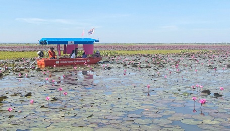 Khách tham quan hồ sen đỏ.

