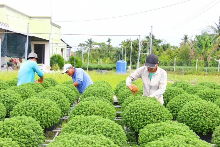 Nhộn nhịp mùa hoa kiểng Tết