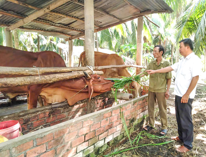 Hội Cựu chiến binh tỉnh triển khai nhiều mô hình phát triển kinh tế hộ gia đình hiệu quả.