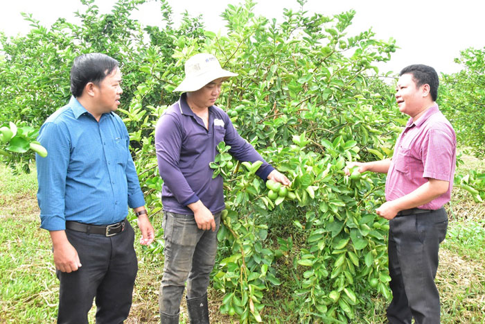 Cán bộ xã tham quan mô hình trồng chanh không hạt của nông dân Lâm Văn Quốc.

