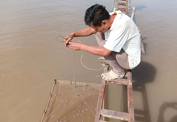 Nông dân trong vùng dự án kiểm tra sức khỏe tôm nuôi thường xuyên.

