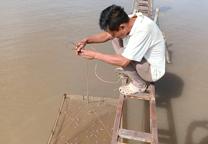 Xây dựng chuỗi liên kết sản xuất tôm thẻ chân trắng