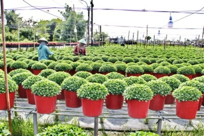 Hoa kiểng Sa Đéc tất bật vào vụ Tết