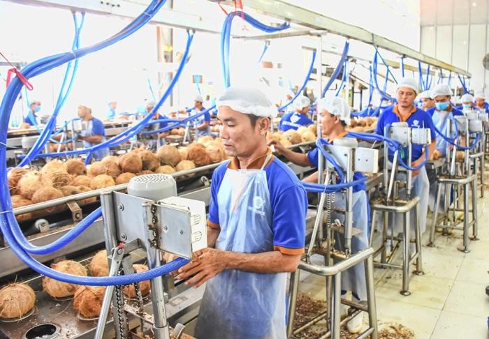 Tập trung phát triển ngành dừa