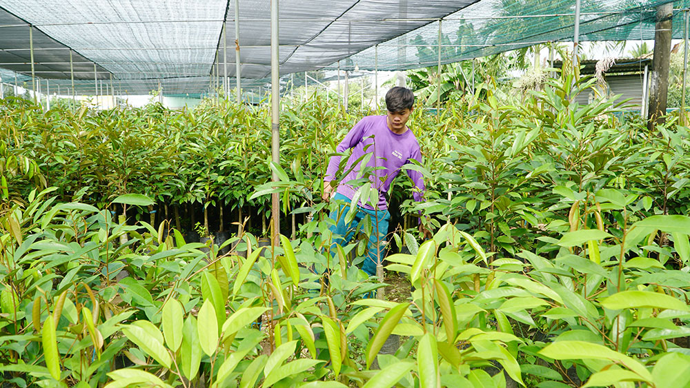 Người dân Chợ Lách sản xuất cây giống cung ứng thị trường trong cả nước.