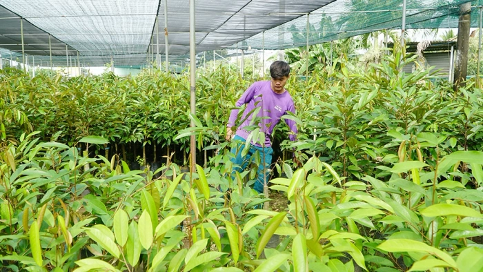 Phát triển bền vững nghề sản xuất cây giống