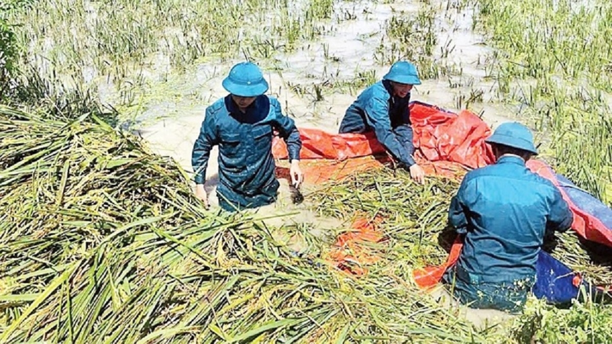 Tổng diện tích bị ảnh hưởng do mưa lũ lên tới 113.925,9 ha.