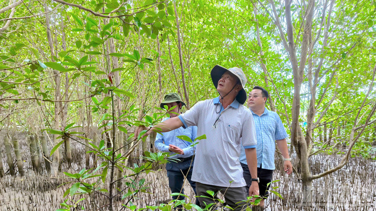 Cán bộ Ban quản lý dự án công trình Nông nghiệp và Phát triển nông thôn tỉnh Cà Mau kiểm tra việc khôi phục rừng tại Đất Mũi, tỉnh Cà Mau.
