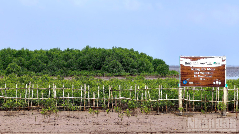 Giai đoạn 2021-2025, tổng diện tích trồng mới cả nước đạt hơn 11.600ha, bao gồm khoảng 7.700ha rừng ngập mặn.

