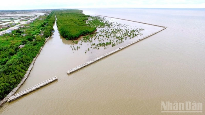 Gia cố “lá chắn xanh” cho mục tiêu tăng trưởng xanh vùng Đồng bằng sông Cửu Long