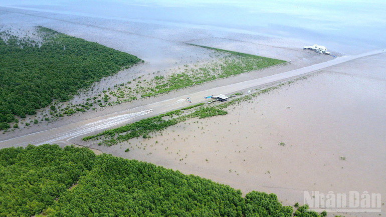 Đai rừng phòng hộ khu vực Bãi Bồi Mũi Cà Mau đang lấn dần ra biển nhờ các dự án phục hồi rừng ven biển.
