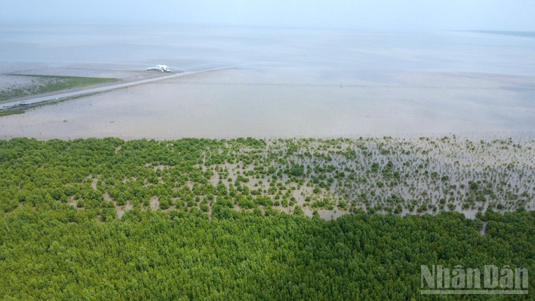 Phục hồi và phát triển rừng chính là chìa khóa để khu vực Đồng bằng sông Cửu Long thích ứng an toàn với biến đổi khí hậu và hiện thực hóa khát vọng tăng trưởng xanh trong thập kỷ tới...
