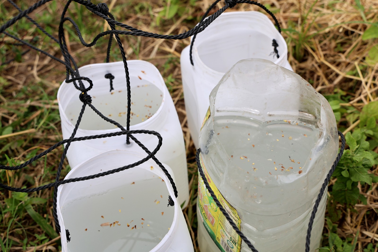 Nước thốt nốt sau khi thu hoạch