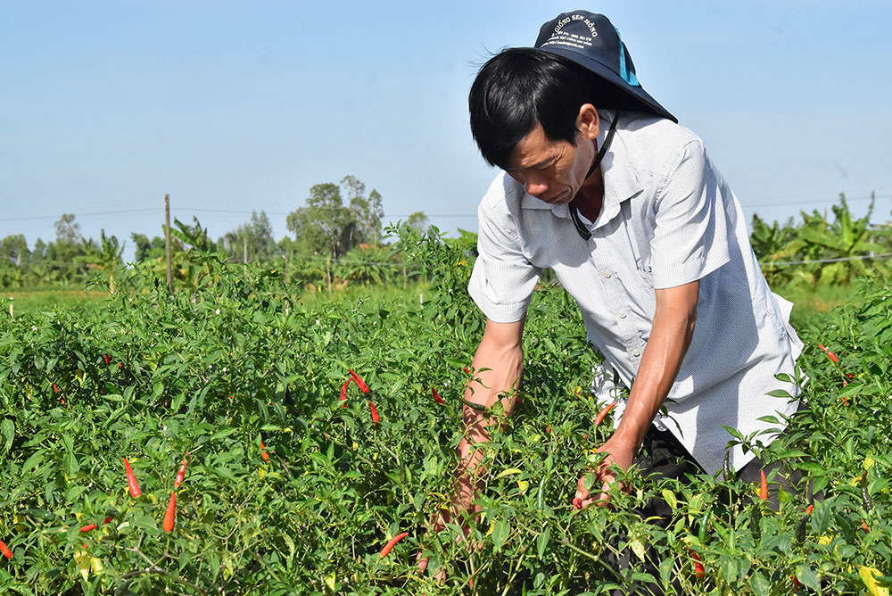 Nông dân Nguyễn Văn A thu hoạch ớt.