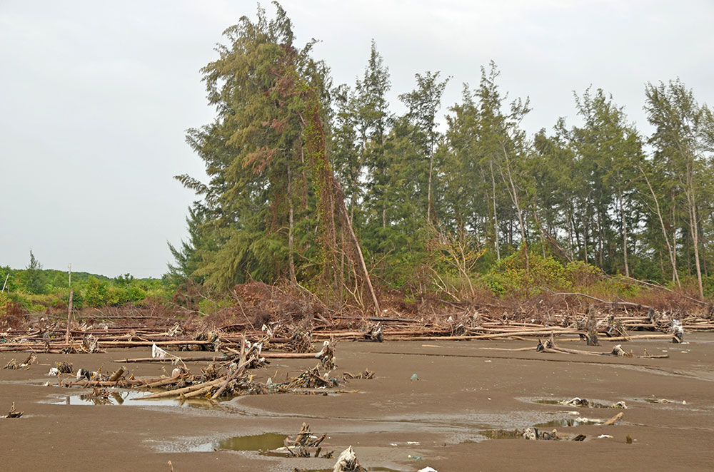 Rừng phòng hộ bị thiệt hại nặng do xâm thực bờ biển.