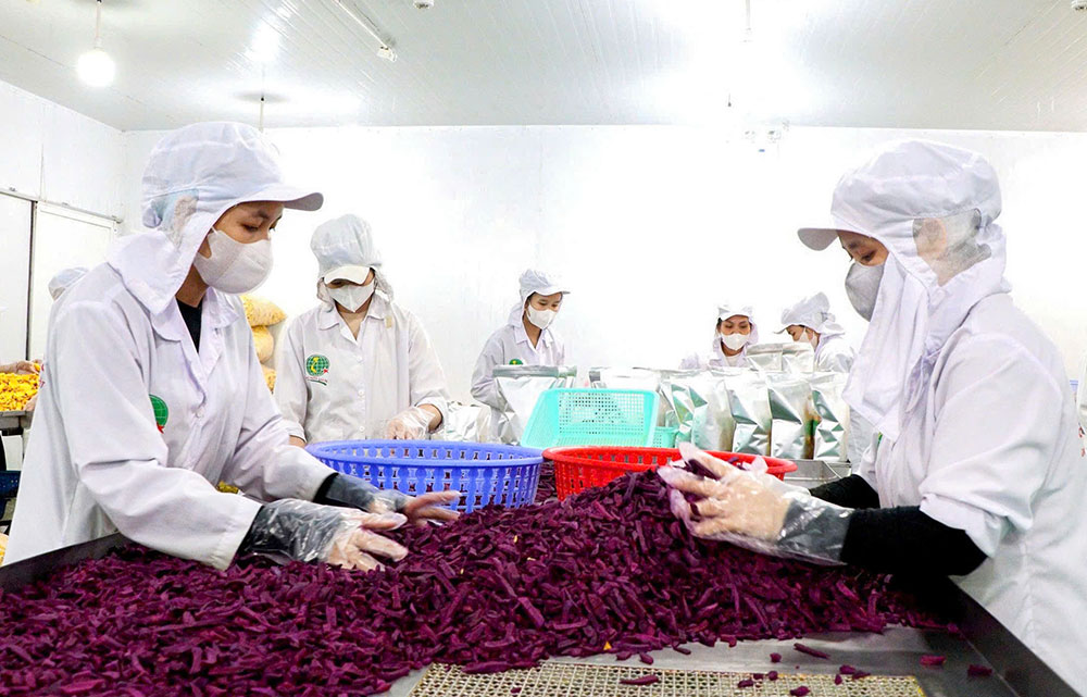 Vĩnh Long tiếp tục mở rộng lĩnh vực sản xuất, chế biến sản phẩm.