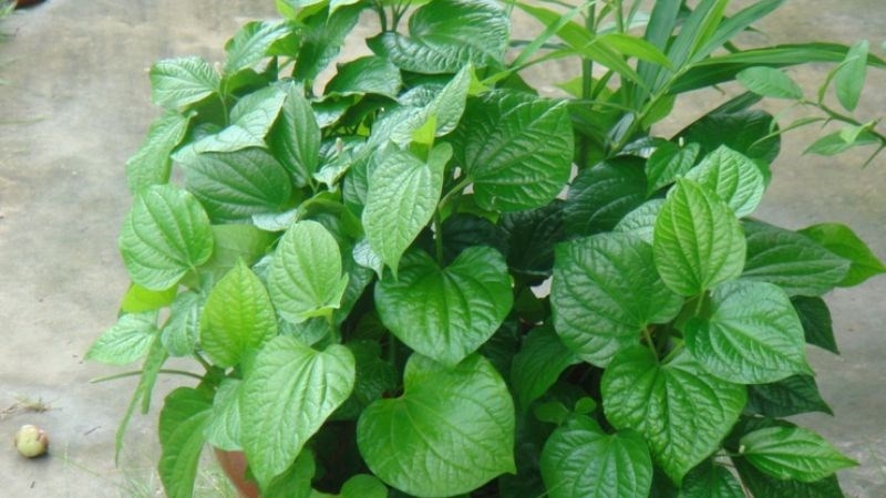 Theo kinh nghiệm dân gian, uống nước sắc lá lốt giúp làm ấm cơ thể, tăng sức đề kháng.