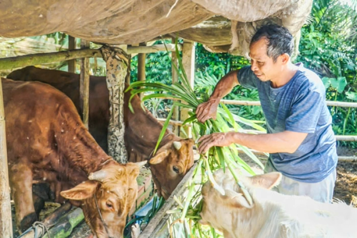 Tạo sinh kế giúp đồng bào Khmer vươn lên
