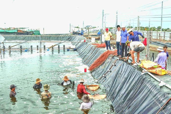 Thạnh Hải đột phá phát triển kinh tế biển