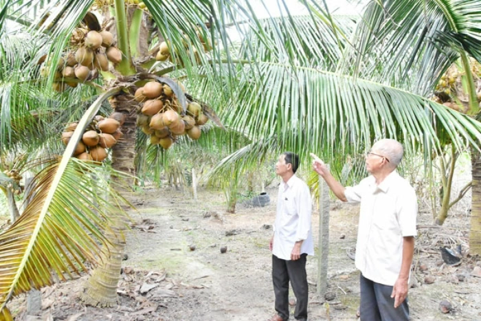 Triển vọng ngành dừa trong bối cảnh nông nghiệp xanh