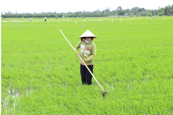 Nông dân tích cực chăm sóc lúa Đông Xuân.

