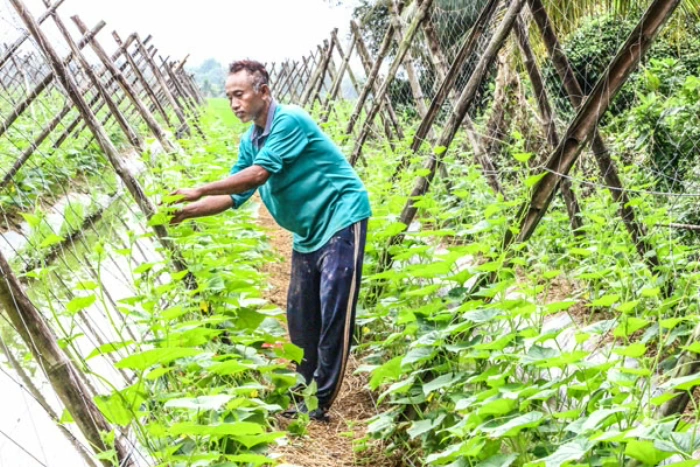 Hiệu quả mô hình ứng dụng giá thể hữu cơ vi sinh trên dưa leo