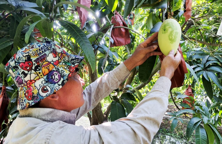 Trái xoài: Thực phẩm rất tốt cho mắt và sức khỏe tim mạch