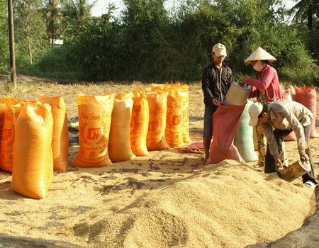 Thiếu sân phơi, lò sấy lúa - Vĩnh Long Online