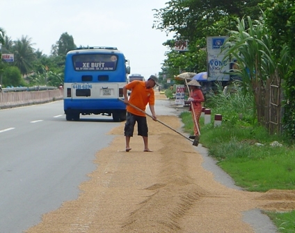 Khi phơi lúa người dân phải dùng cây bàn cào để cào lúa, ẩn hoạ cho người đi đường