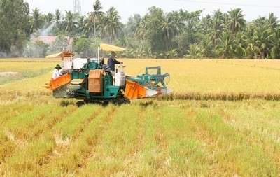 Lúa chín rục buộc phải cắt, nhưng theo nhiều chủ ruộng vẫn chưa có thương lái đặt mua. Ảnh: DƯƠNG THU