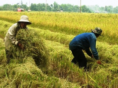 Doanh nghiệp phải có vùng nguyên liệu tạo hài hòa lợi ích giữa bên mua và bán.