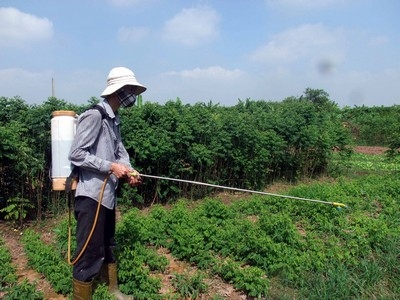 Nông dân phun thuốc trừ sâu lên cả rau ngót.