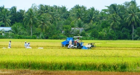 Xây dựng vùng nguyên liệu giúp nông dân an tâm sản xuất hơn.