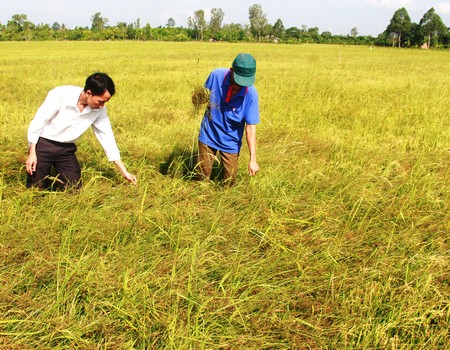 Ruộng lúa nhưng toàn cỏ do hạn hán, thiếu nước ở ấp Đông Hưng 2.